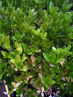 Photos Euonymus japonica
