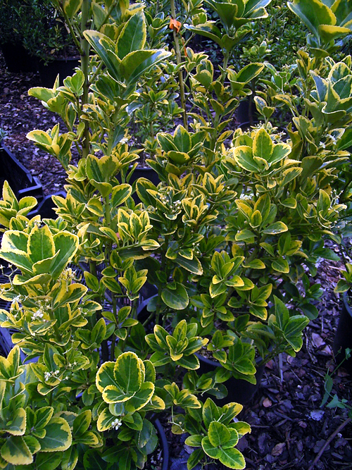 Photos Euonymus japonica - Spindletree