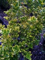 Photos Euonymus japonica