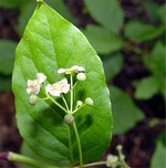 Photos Euonymus latifolius