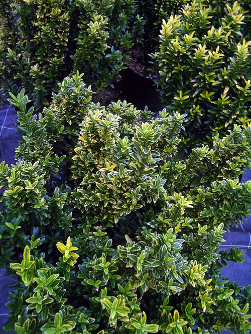 Photos Euonymus nana - Spindletree