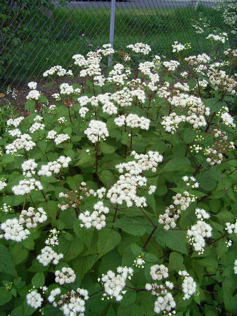 Photos Eupatorium aromaticum - 