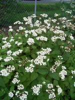 Photos Eupatorium aromaticum