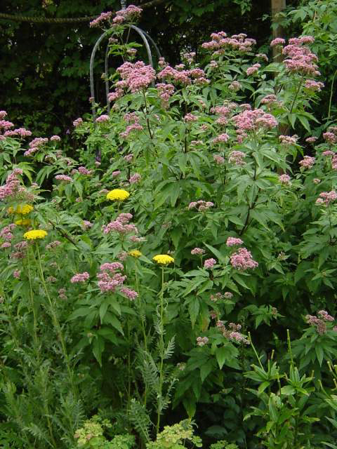Photos Eupatorium maculatum - 