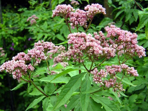 Photos Eupatorium purpureum - 
