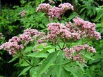Photos Eupatorium purpureum