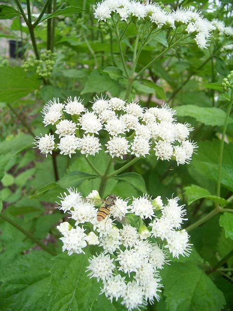 Photos Eupatorium rugosum - 