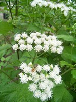 Photos Eupatorium rugosum