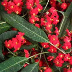 Euphorbia fulgens