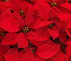 Euphorbia pulcherrima