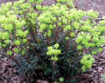 Photos Euphorbia amygdaloides - Poinsettia