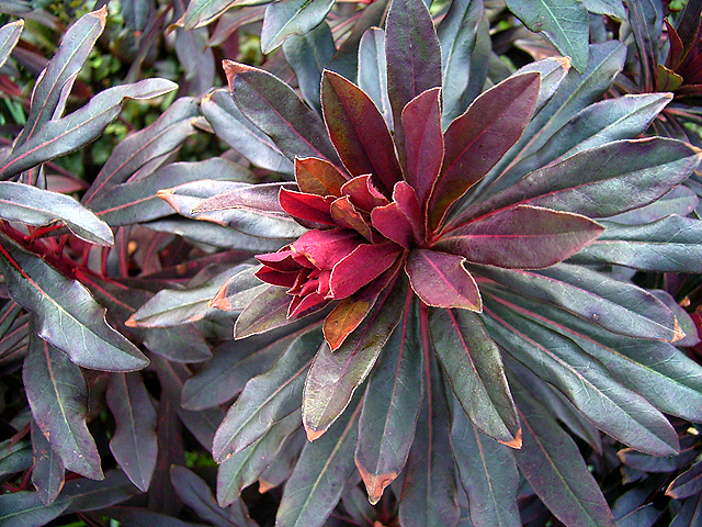 Photos Euphorbia amygdaloides - Poinsettia