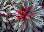 Photos Euphorbia amygdaloides
