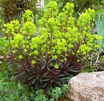Photos Euphorbia amygdaloides