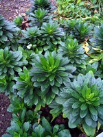 Photos Euphorbia amygdaloides var. robbiae