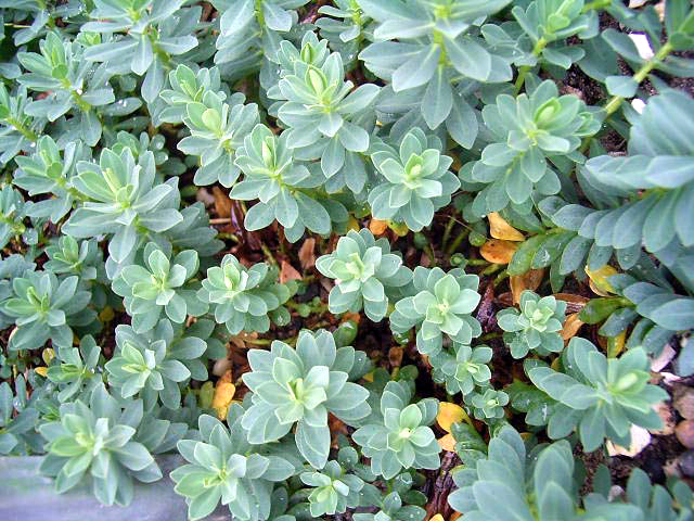 Fotos Euphorbia capitulata - 