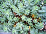 Photos Euphorbia capitulata