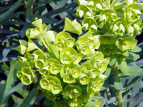 Fotos Euphorbia characias ssp. wulfenii - 