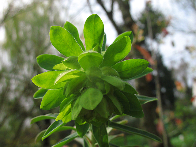 Photos Euphorbia characias ssp. wulfenii - Poinsettia