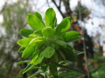 Photos Euphorbia characias ssp. wulfenii