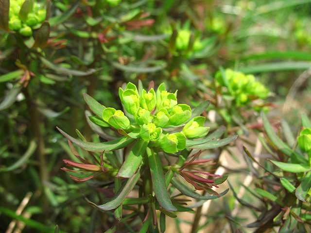 Photos Euphorbia cyparissias rubra - Poinsettia