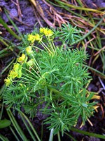 Photos Euphorbia cyparissias