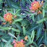 Photos Euphorbia griffithii