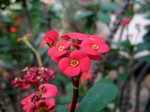 Photos Euphorbia lomii Hybride