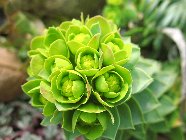 Photos Euphorbia myrsinites - Myrtle spurge