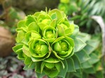 Photos Euphorbia myrsinites
