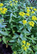 Photos Euphorbia nicaeensis