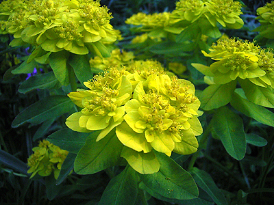 Photos Euphorbia polychroma - 