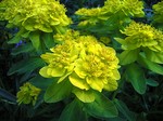 Photos Euphorbia epithymoides