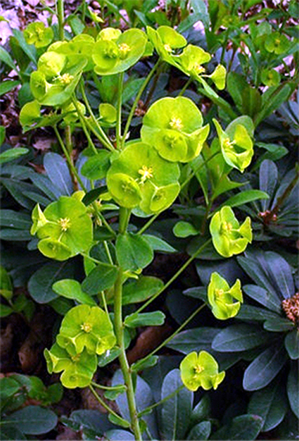 Photos Euphorbia robbiae - Poinsettia