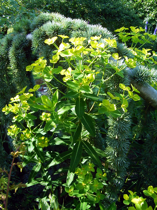 Photos Euphorbia wallichii - Poinsettia