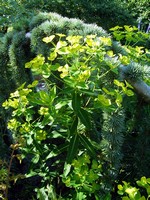 Photos Euphorbia wallichii
