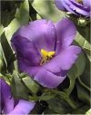 Eustoma grandiflorum