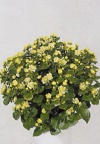Exacum affine