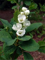 Photos Exochorda giraldii
