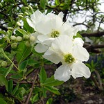 Photos Exochorda x macrantha