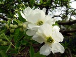 Exochorda x macrantha - Radspiere