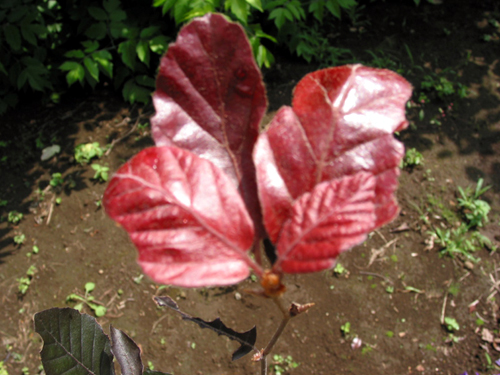 Photos Fagus sylvatica - European beech