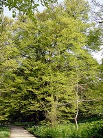 Fagus sylvatica - Geschlitztbl�ttrige Buche Laciniata