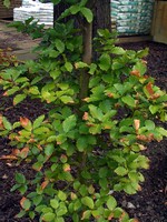 Photos Fagus sylvatica