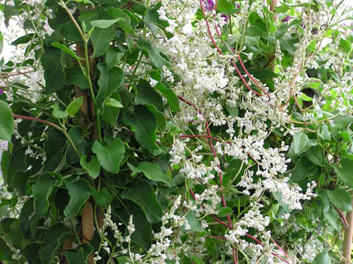 Fotos Polygonum aubertii - 