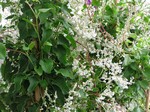 Photos Polygonum aubertii