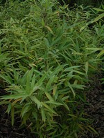 Fargesia murielae - Schirmbambus, Pfeilbambus