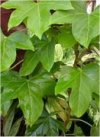 Fatshedera lizei