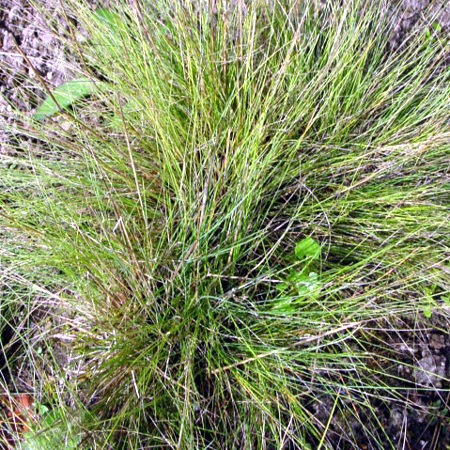 Photos Festuca amethystina - 
