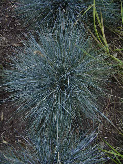 Photos Festuca cinerea - 